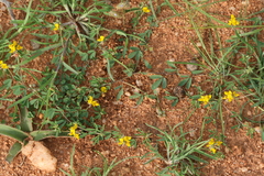 Crotalaria medicaginea var. medicaginea